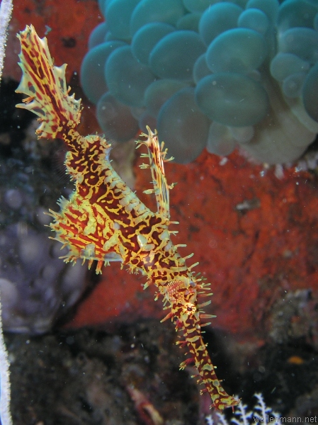 Ornate Ghostpipefish